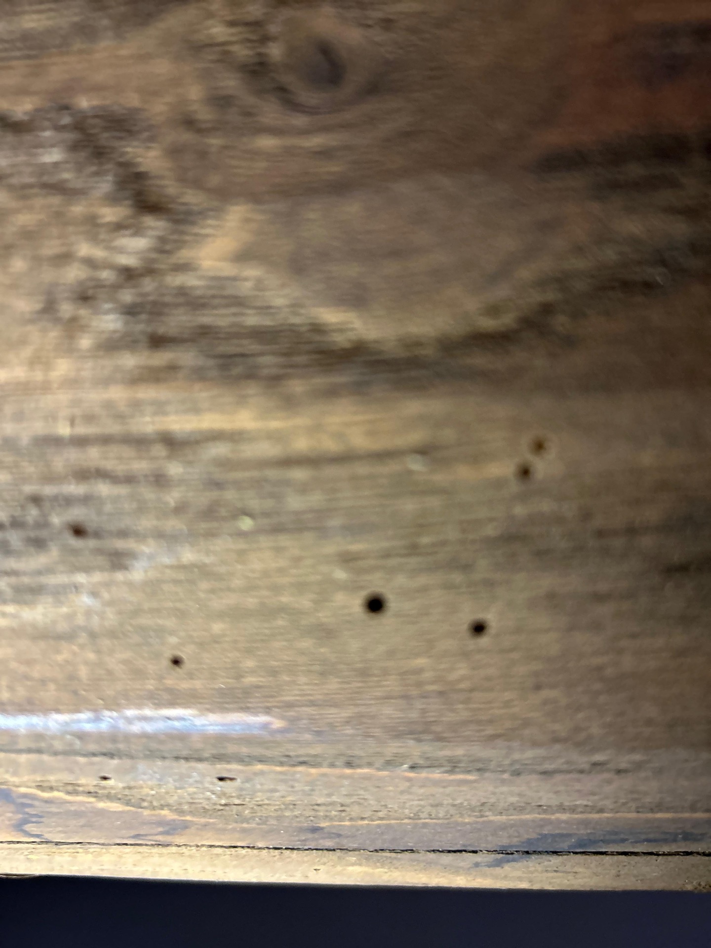 Come eliminare i tarli del legno