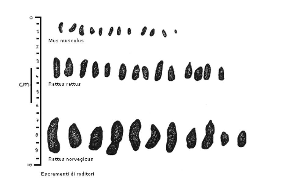 In partenza per le ferie? Lasci la casa vuota? Attenzione a roditori e insetti!