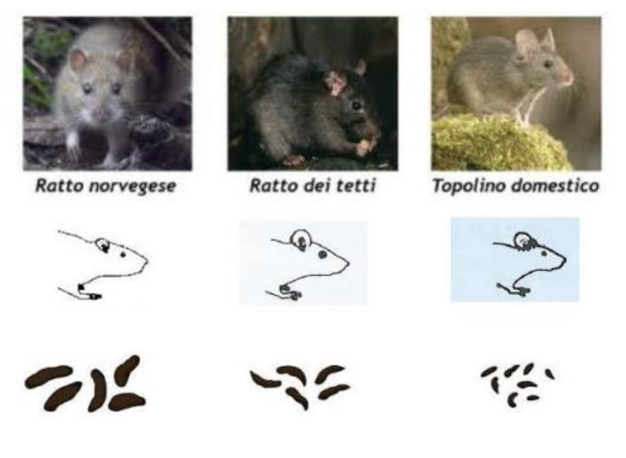 Disinfestazione e derattizzazione