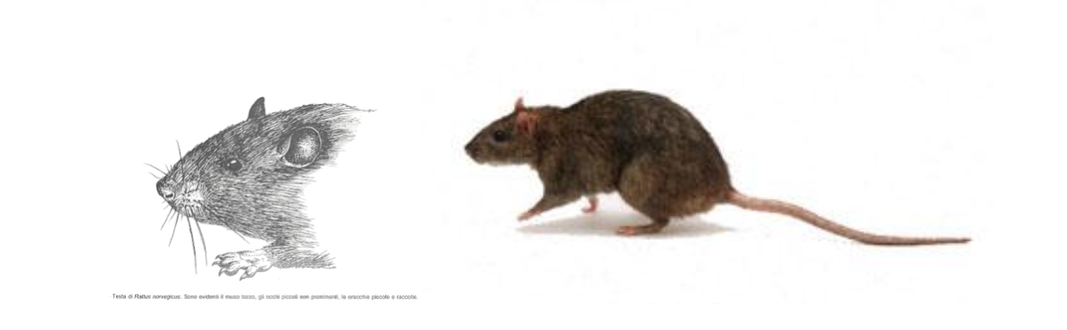 I Roditori Sono Mammiferi