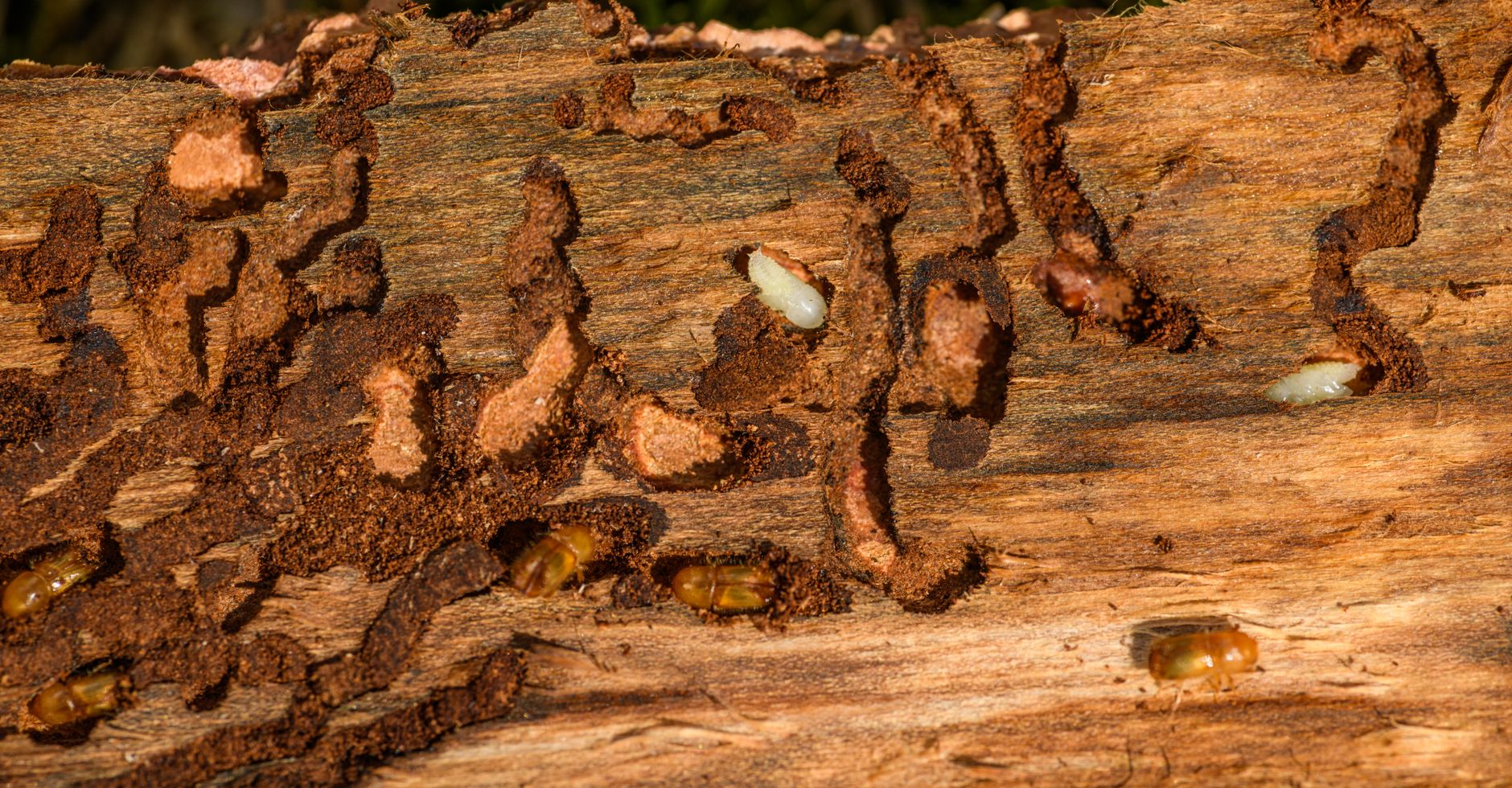 Contro i tarli del legno